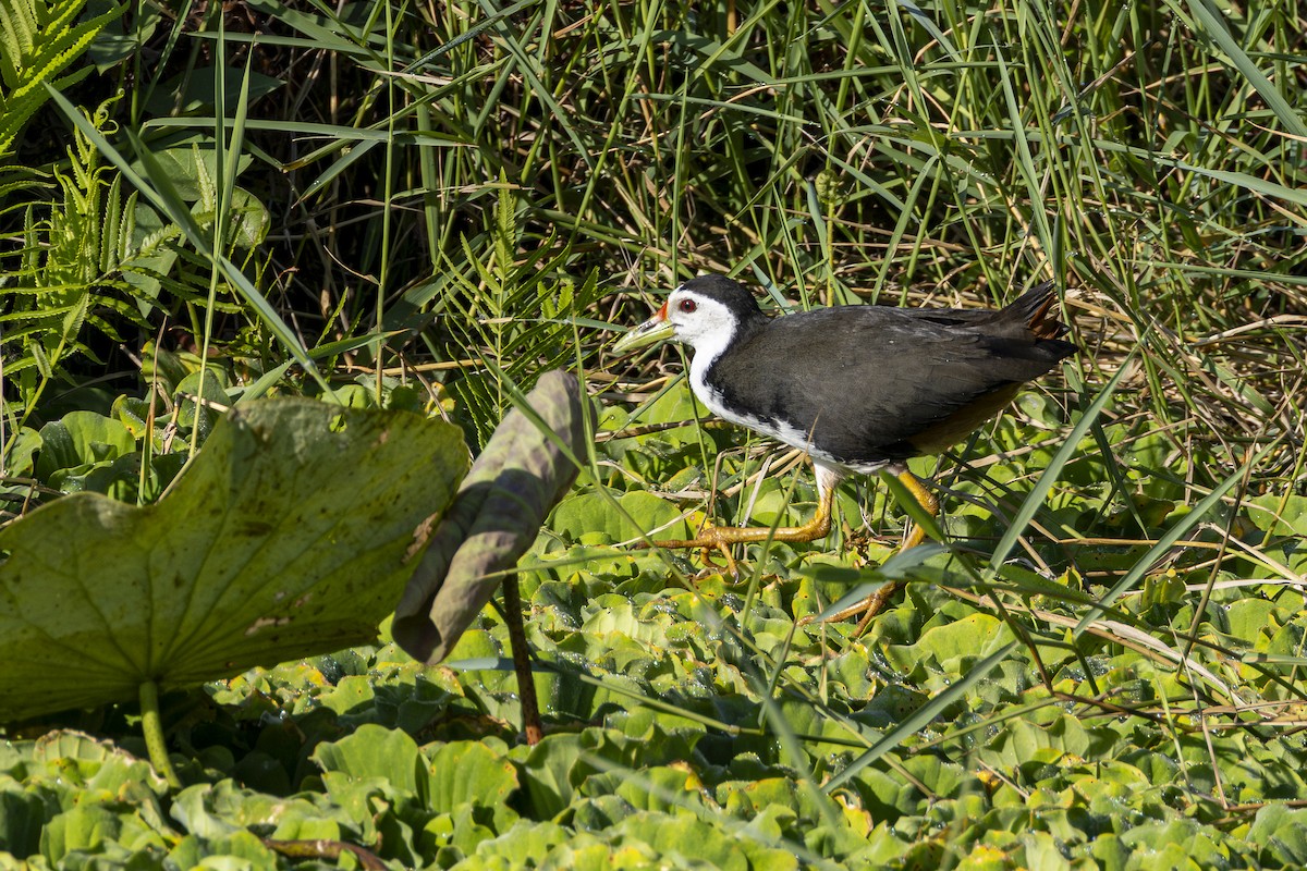 White-breasted Waterhen - ML646161018