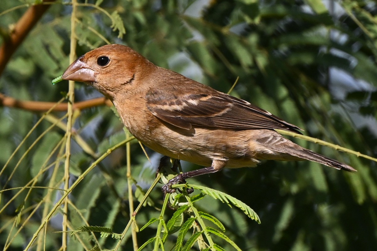 Blue Grosbeak - ML646161020