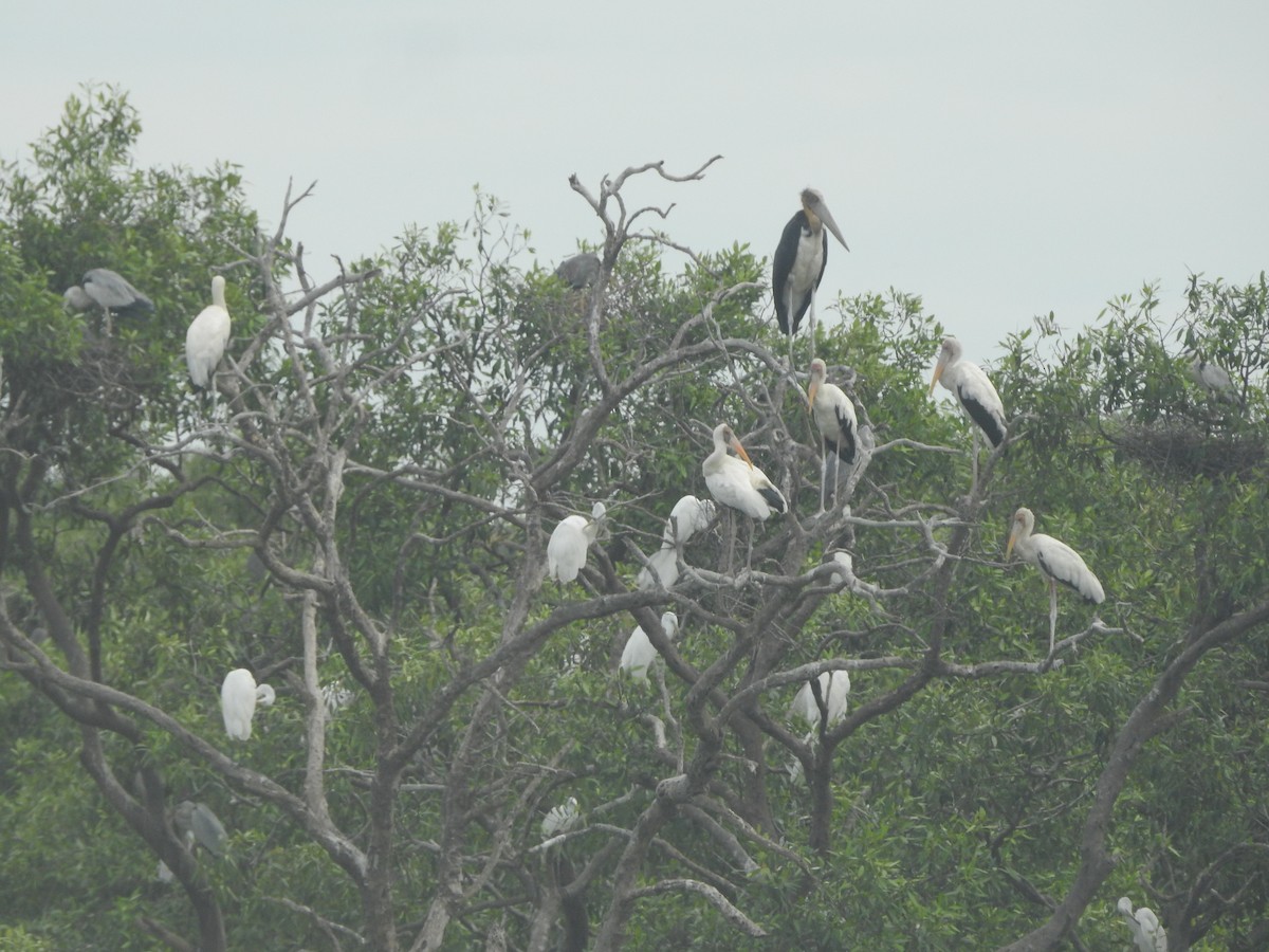 Great Egret - ML646161030
