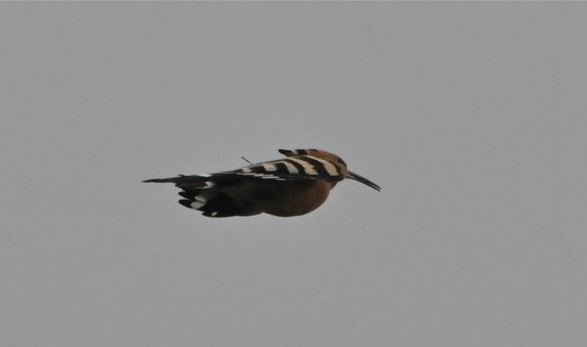 Common Hoopoe - ML646161034