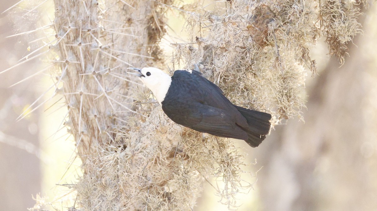 White-headed Vanga - ML646161035