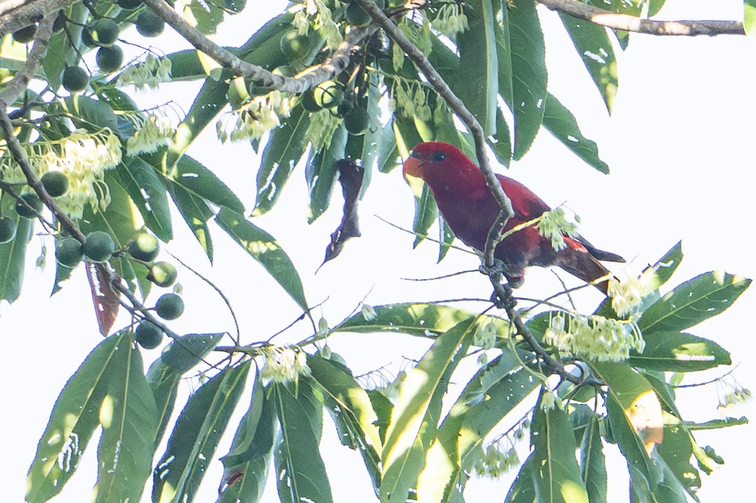 Red Lory - ML646161036