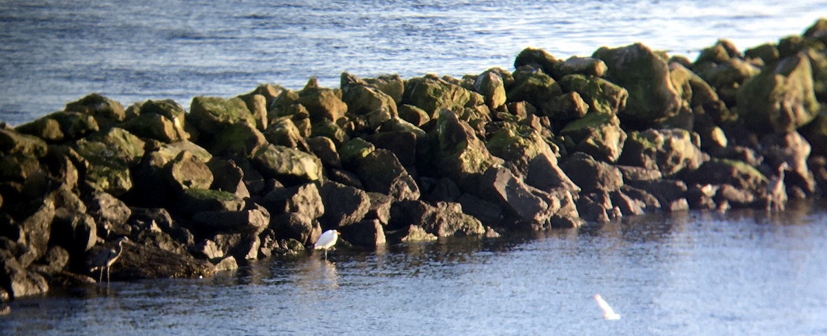 Great Egret - ML646161037
