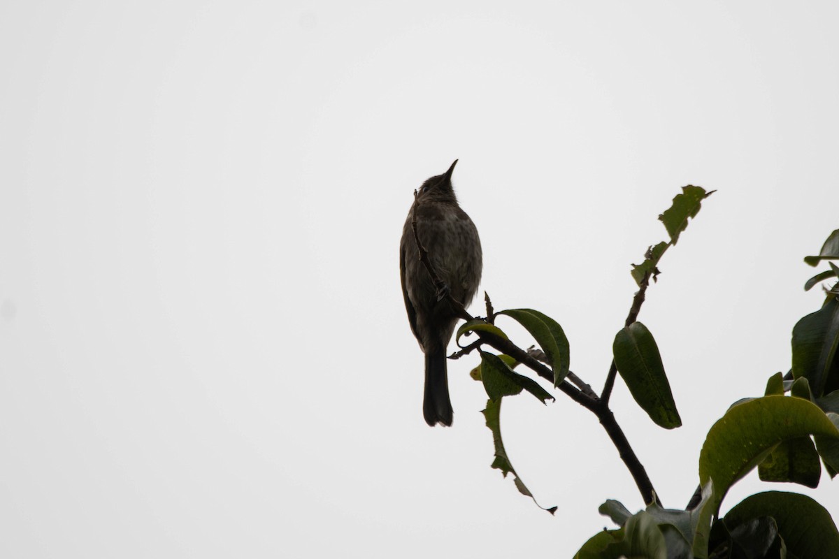 Crescent Honeyeater - ML646161038