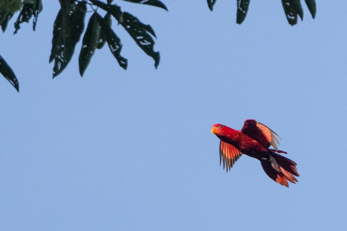 Red Lory - ML646161039
