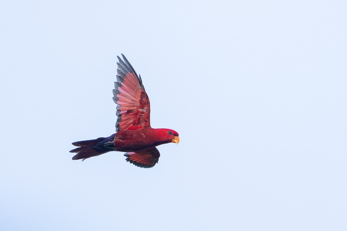 Red Lory - ML646161042