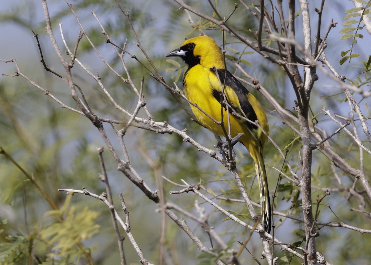 Yellow-tailed Oriole - ML646161043