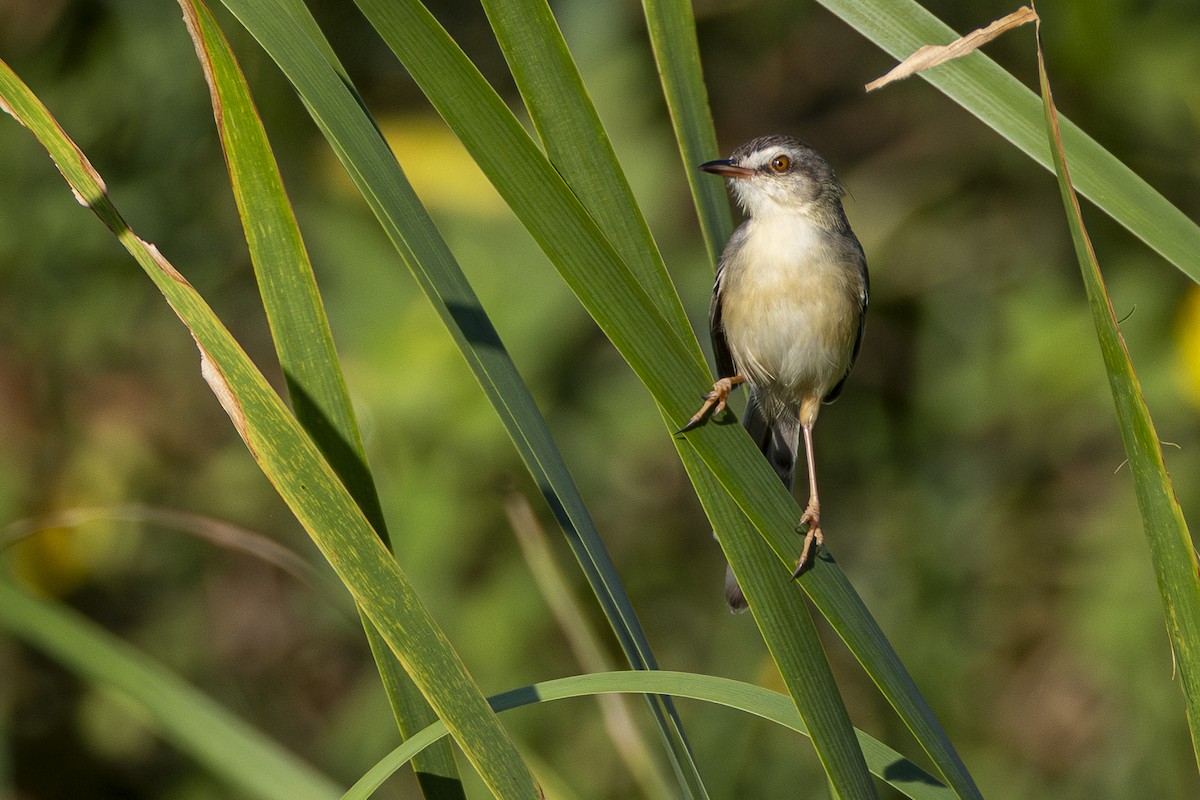 Plain Prinia - ML646161044
