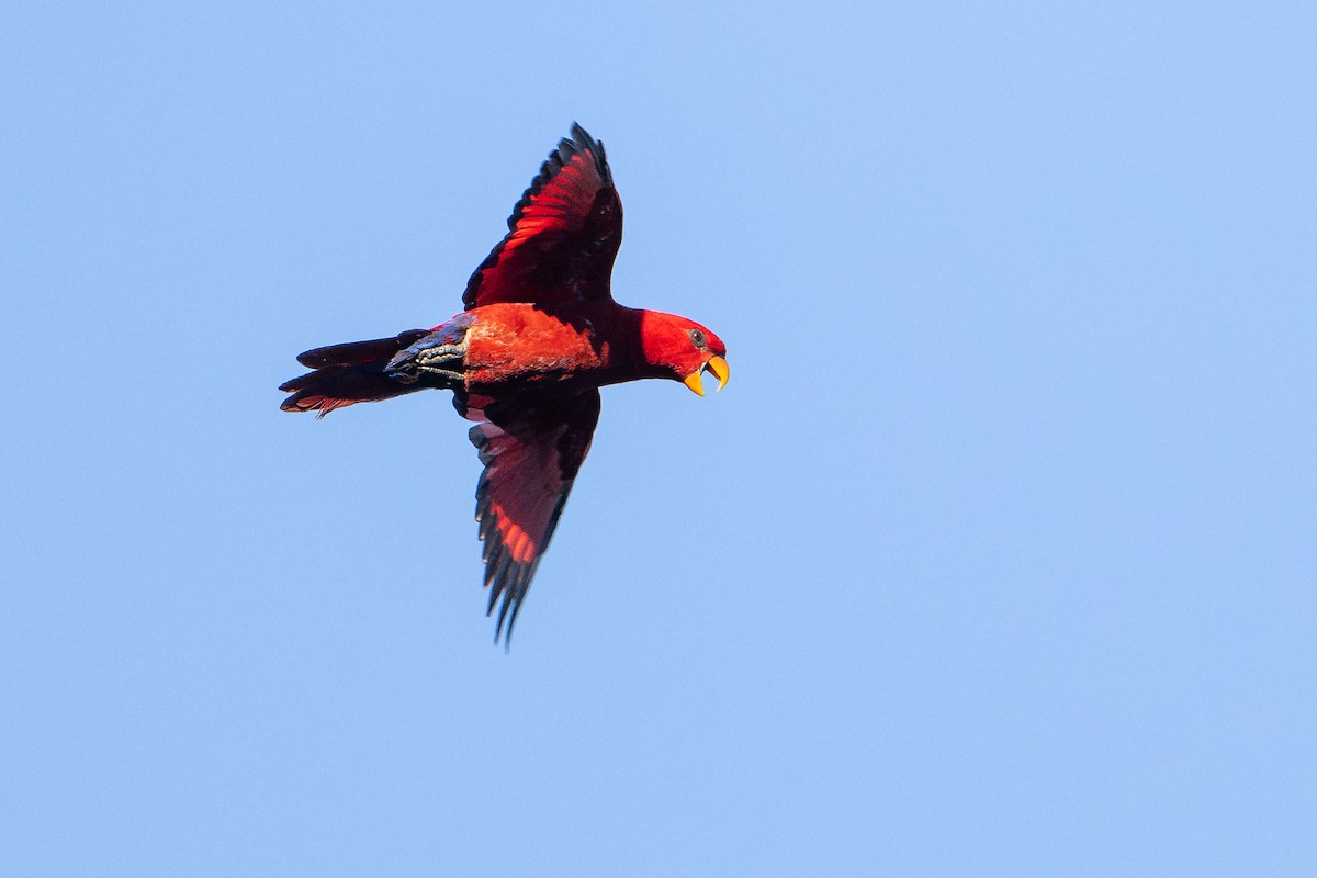 Red Lory - ML646161045