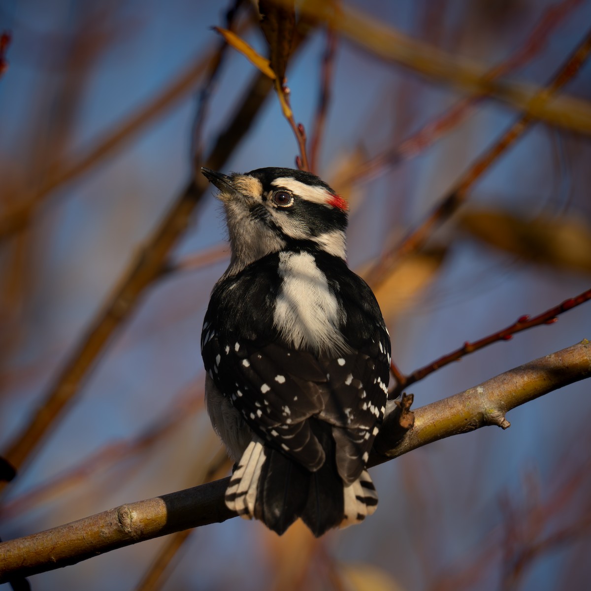 Downy Woodpecker - ML646161046