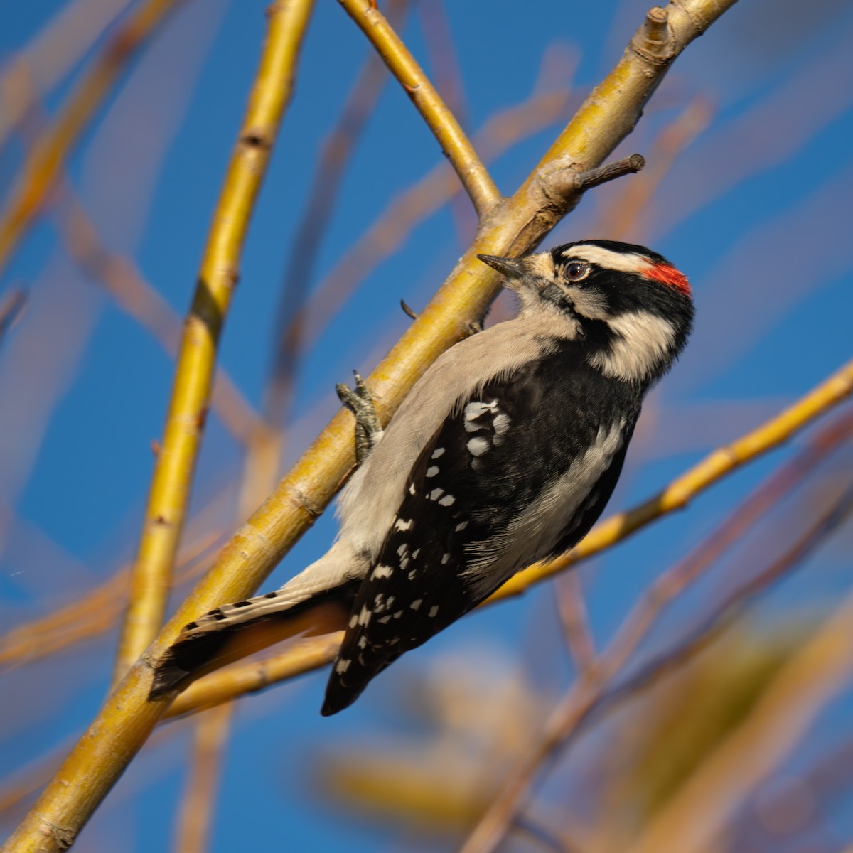 Downy Woodpecker - ML646161047