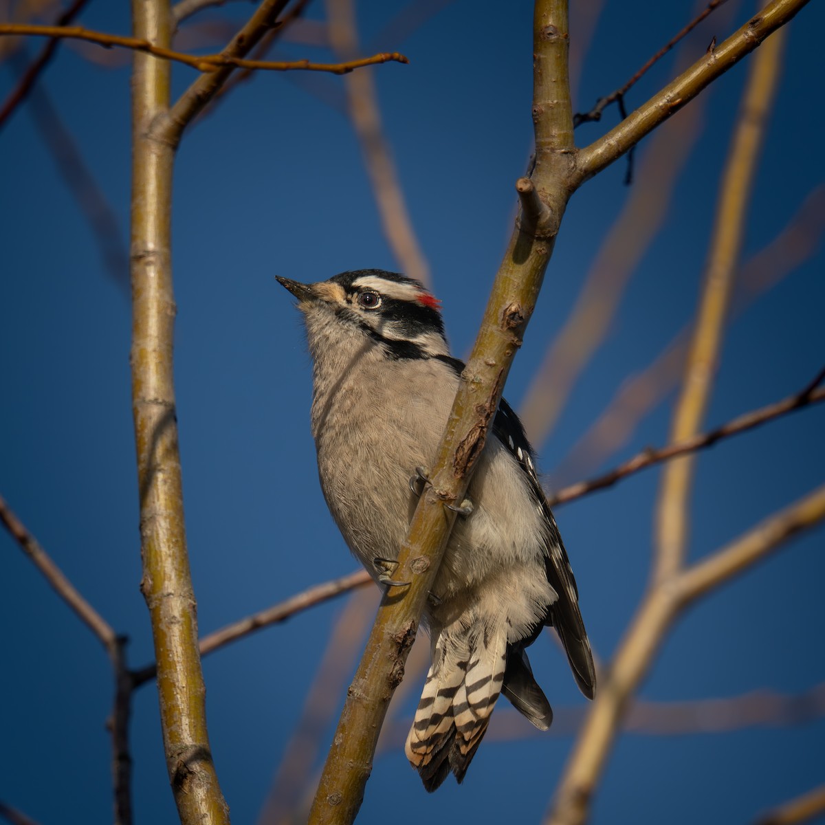 Downy Woodpecker - ML646161048