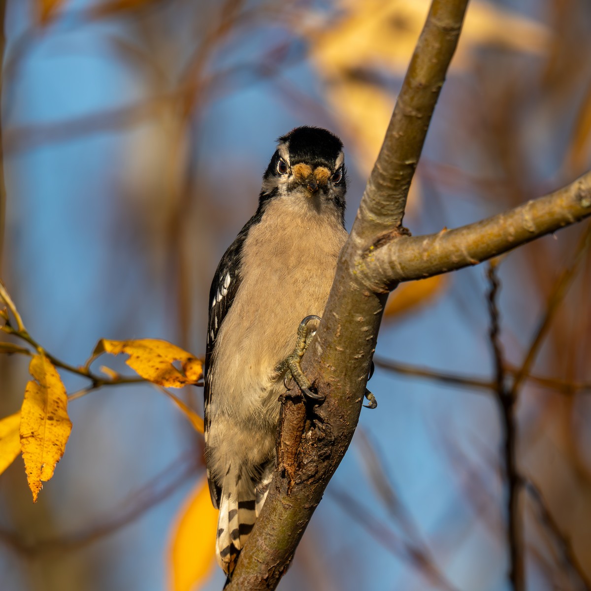 Downy Woodpecker - ML646161049