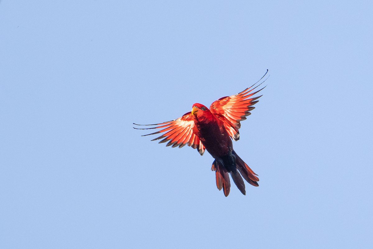 Red Lory - ML646161050