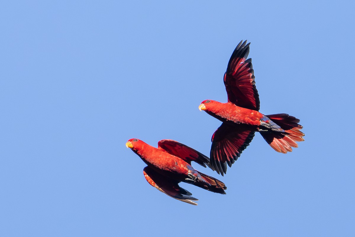 Red Lory - ML646161051