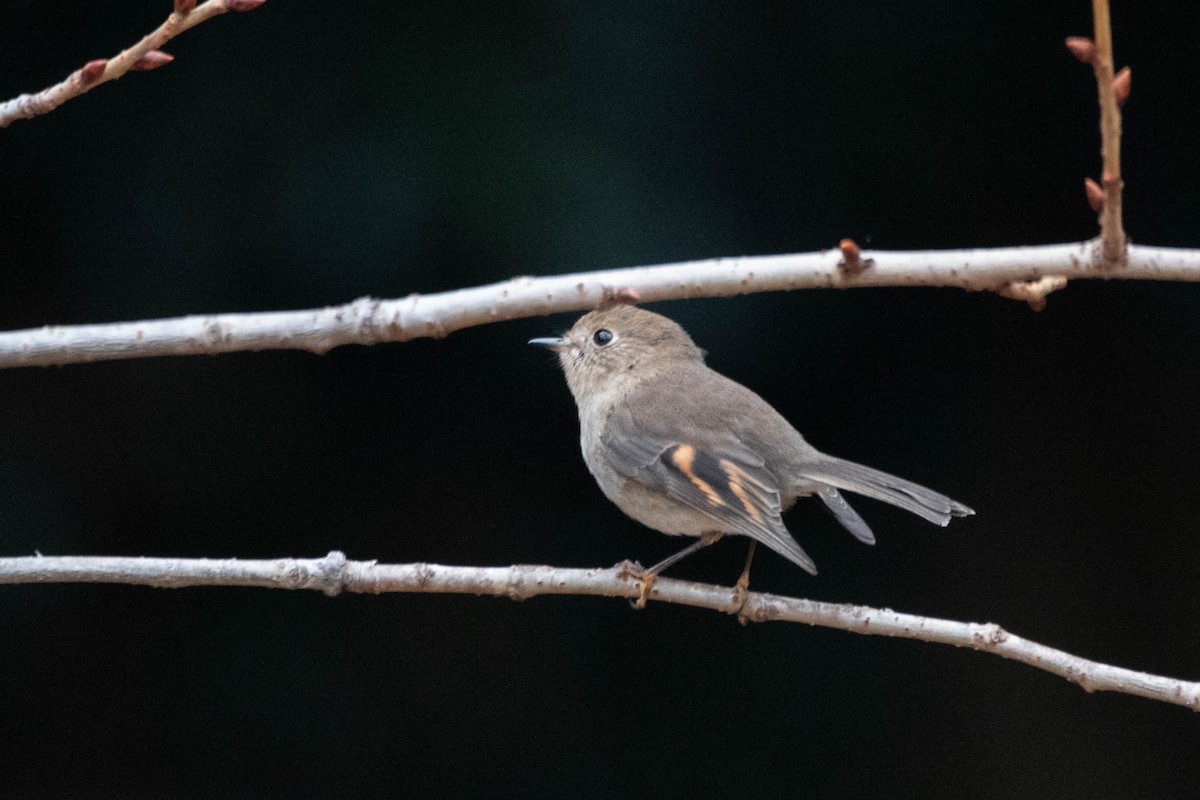 Pink Robin - ML646161053