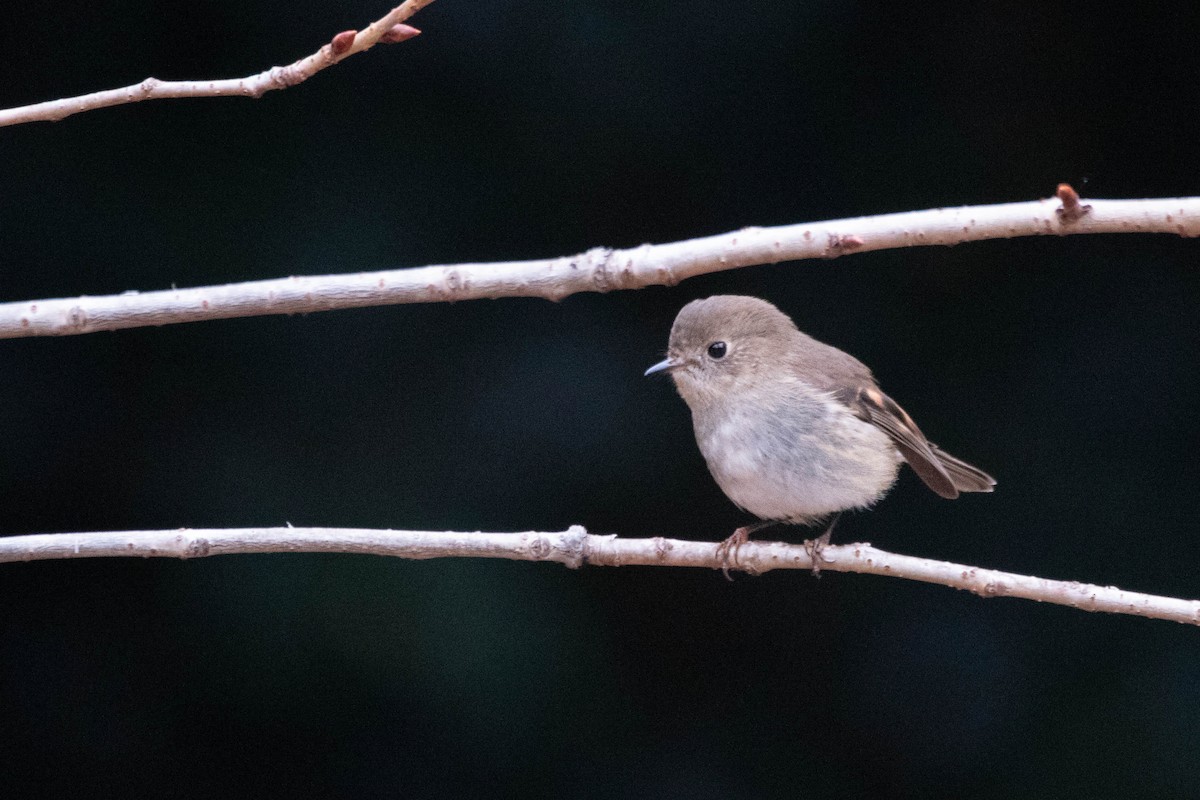 Pink Robin - ML646161054