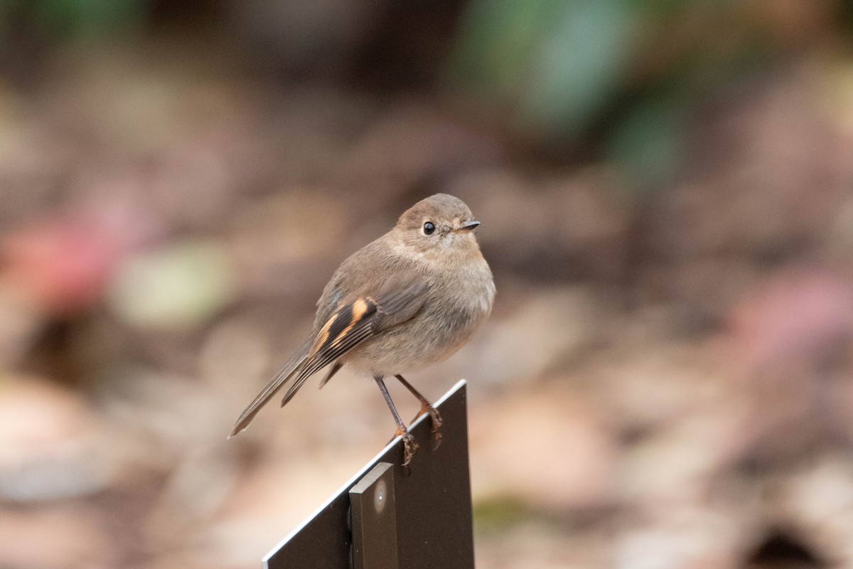 Pink Robin - ML646161055
