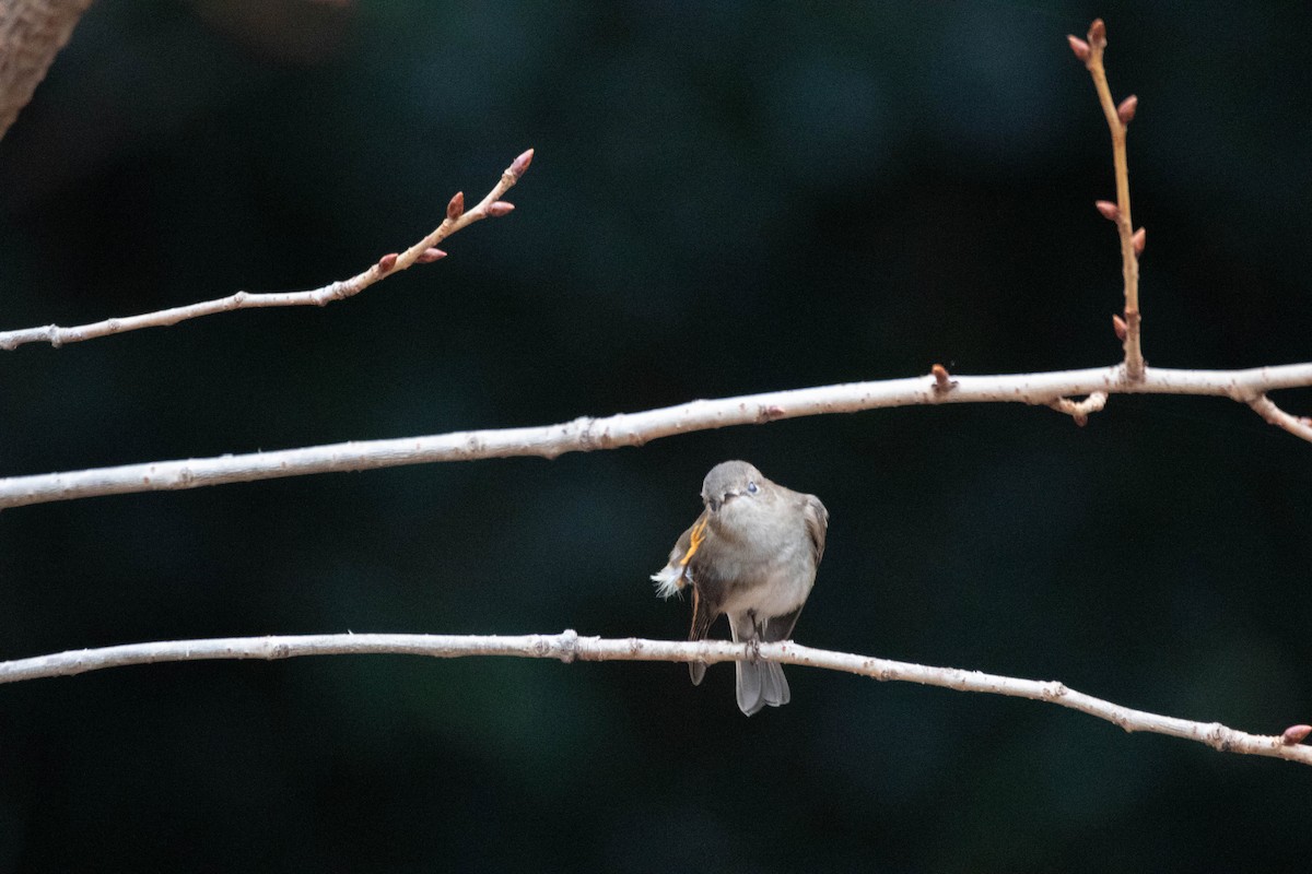 Pink Robin - ML646161056