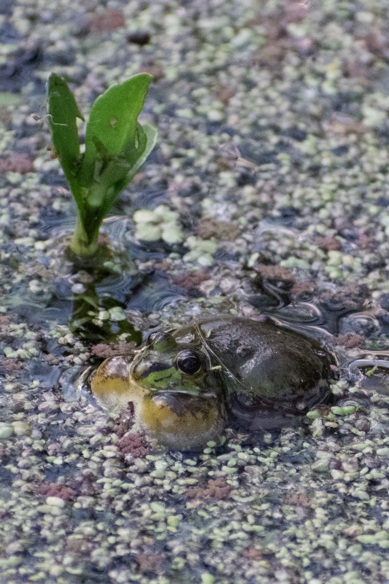 Lesser Swimming Frog - ML646161058