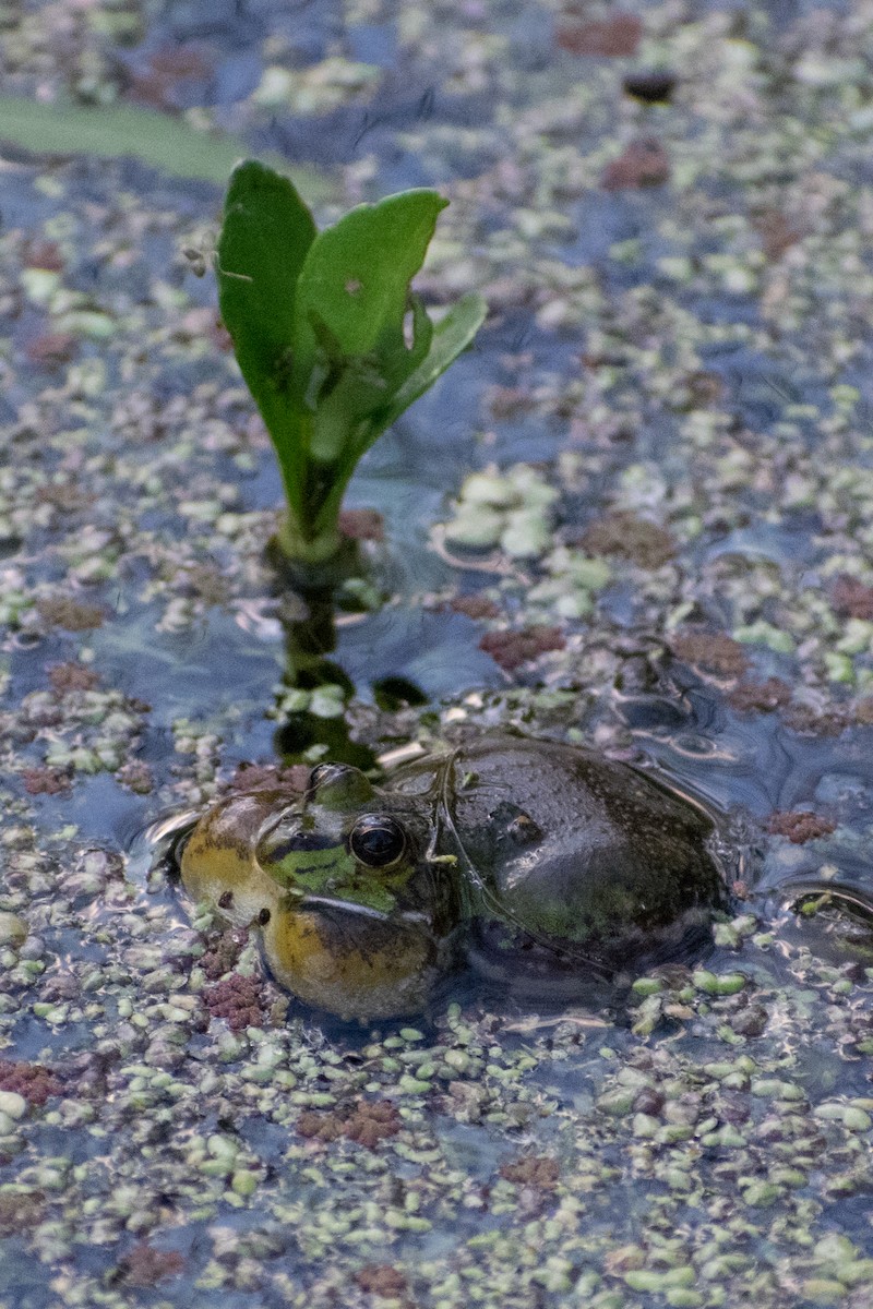 Lesser Swimming Frog - ML646161059