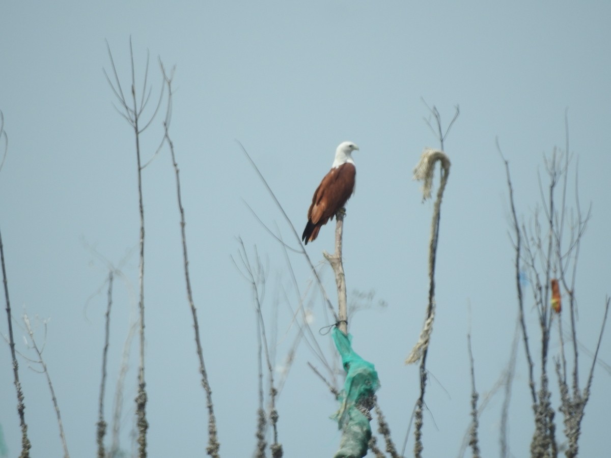 Brahminy Kite - ML646161060