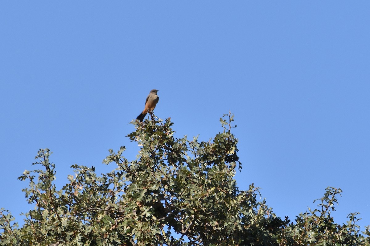 Say's Phoebe - ML646161061