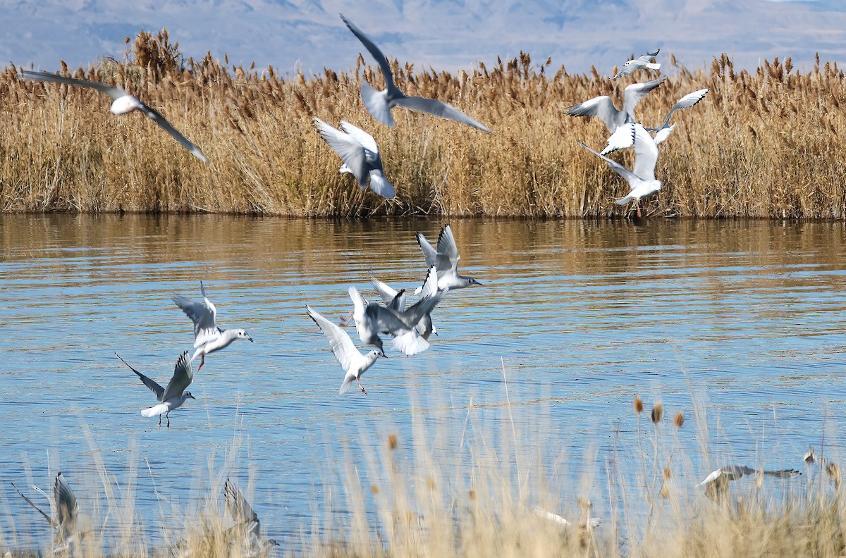 Bonaparte's Gull - ML646161062
