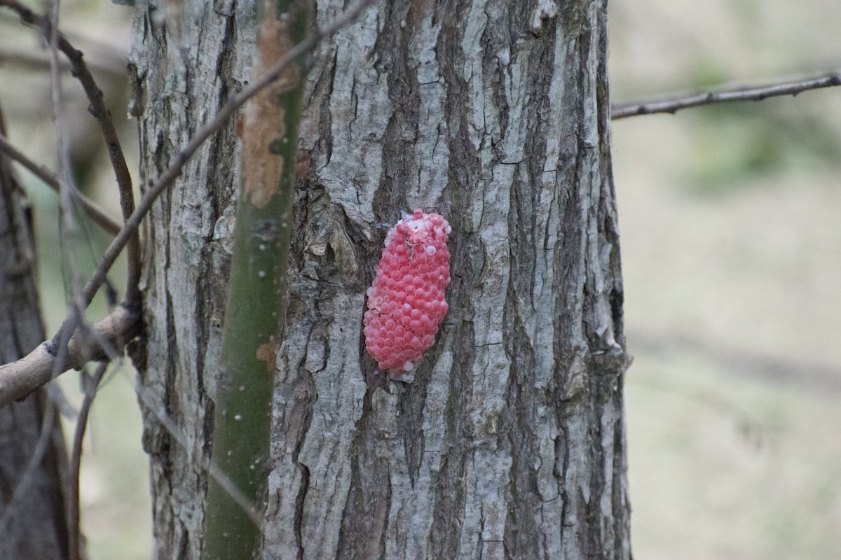 Common Apple Snails - ML646161063