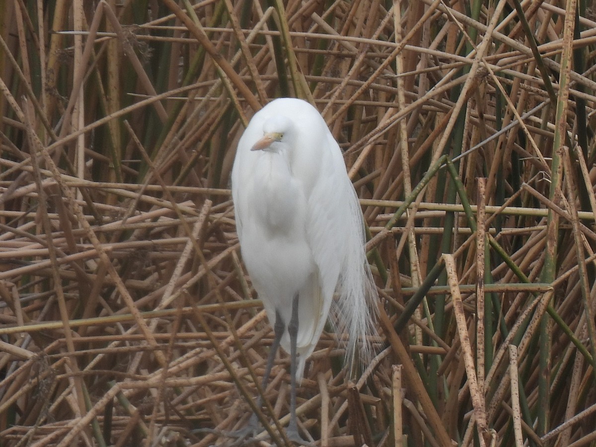 Great Egret - ML646161064