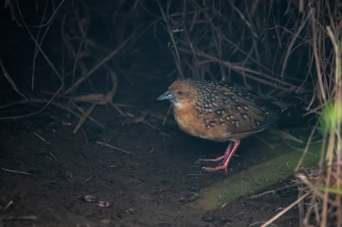 Ocellated Crake - ML646161065