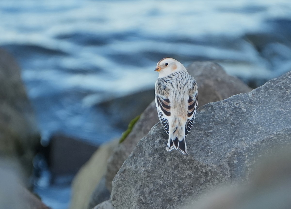 Zigolo delle nevi - ML646161066