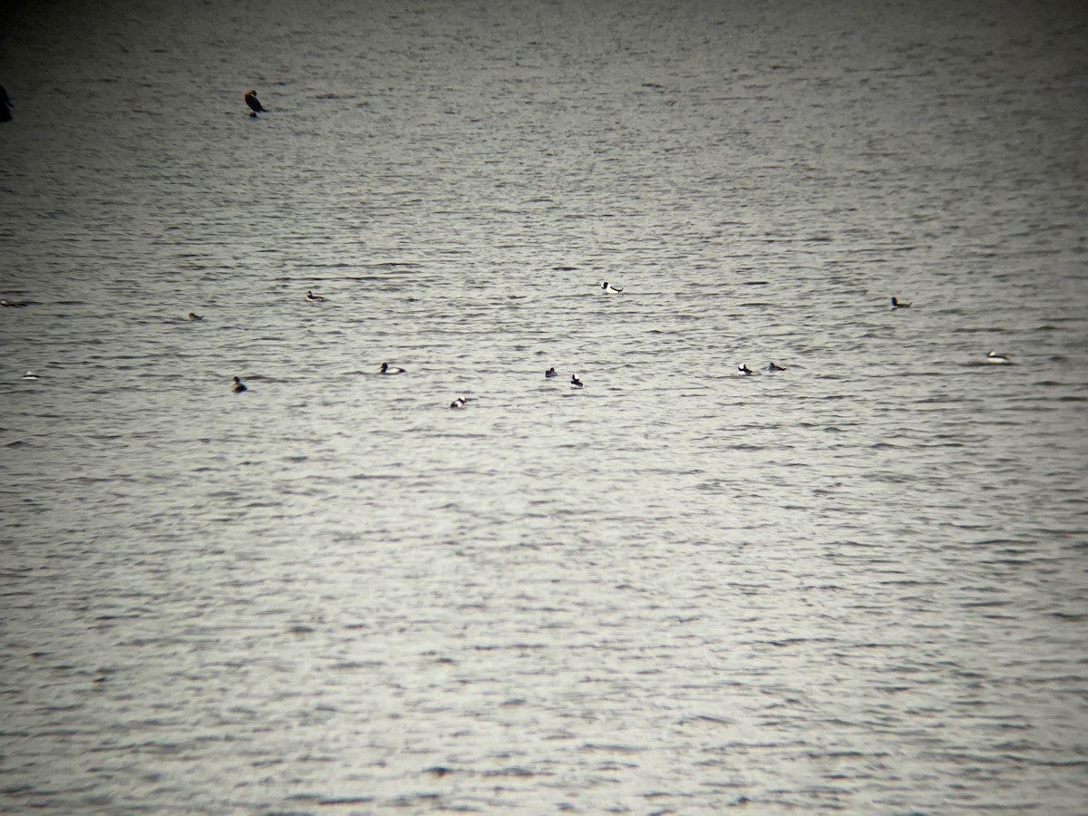 Bufflehead - ML646161067