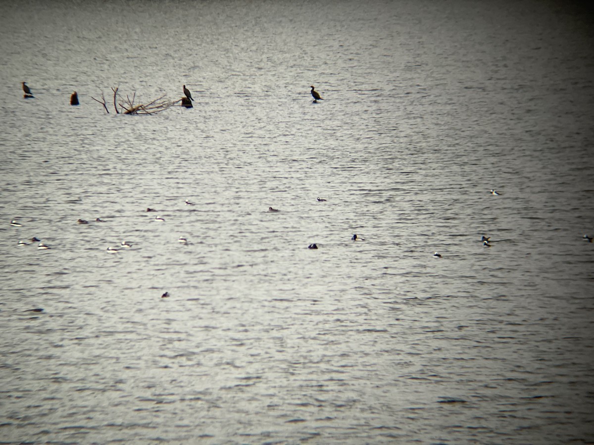 Bufflehead - ML646161069