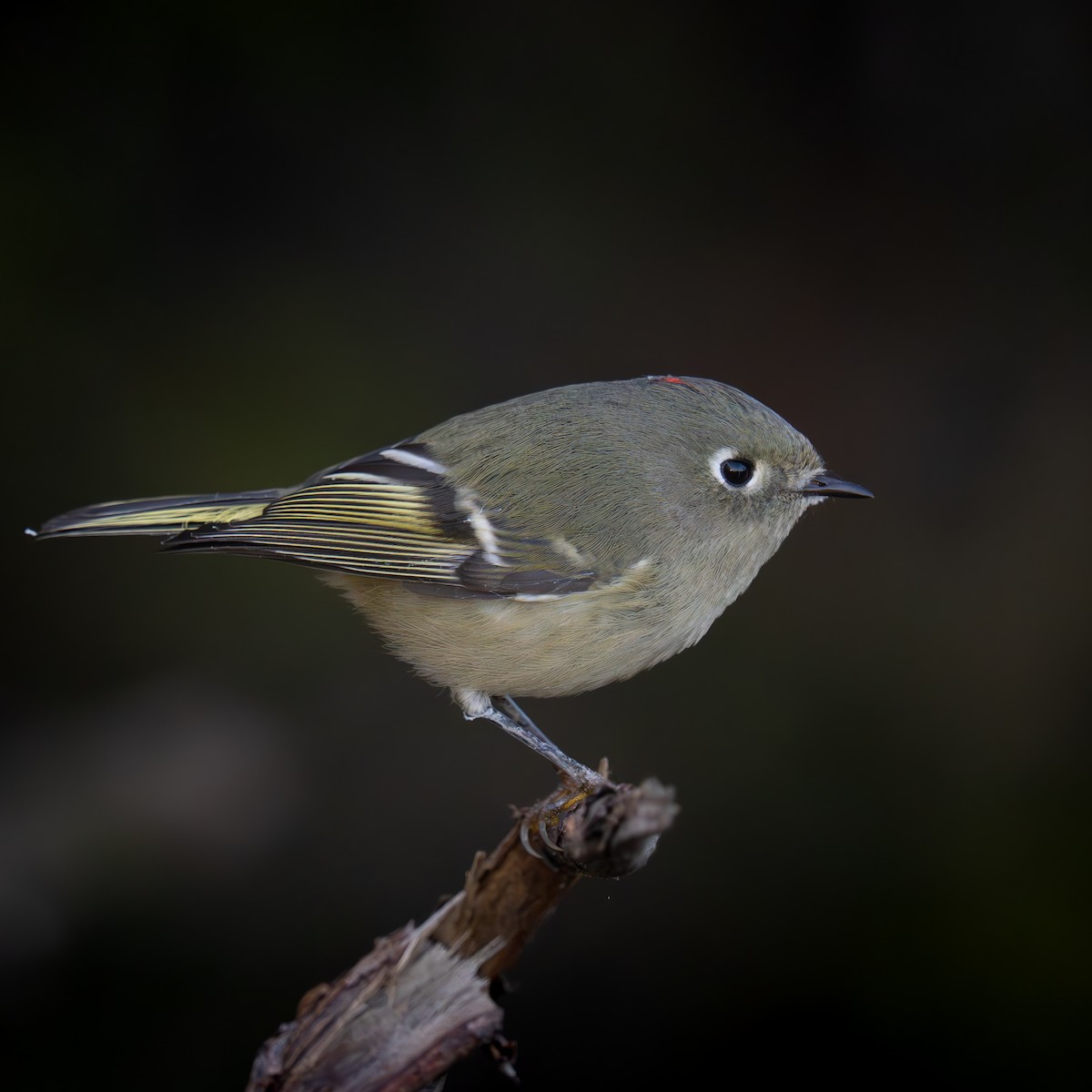 Ruby-crowned Kinglet - ML646161073