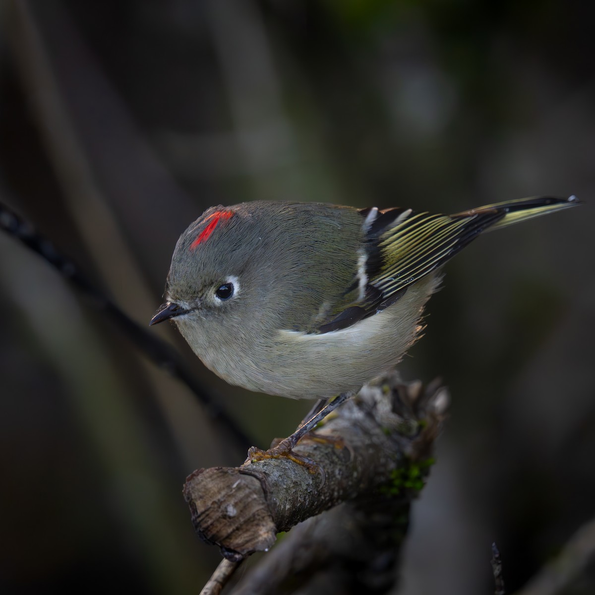 Ruby-crowned Kinglet - ML646161074