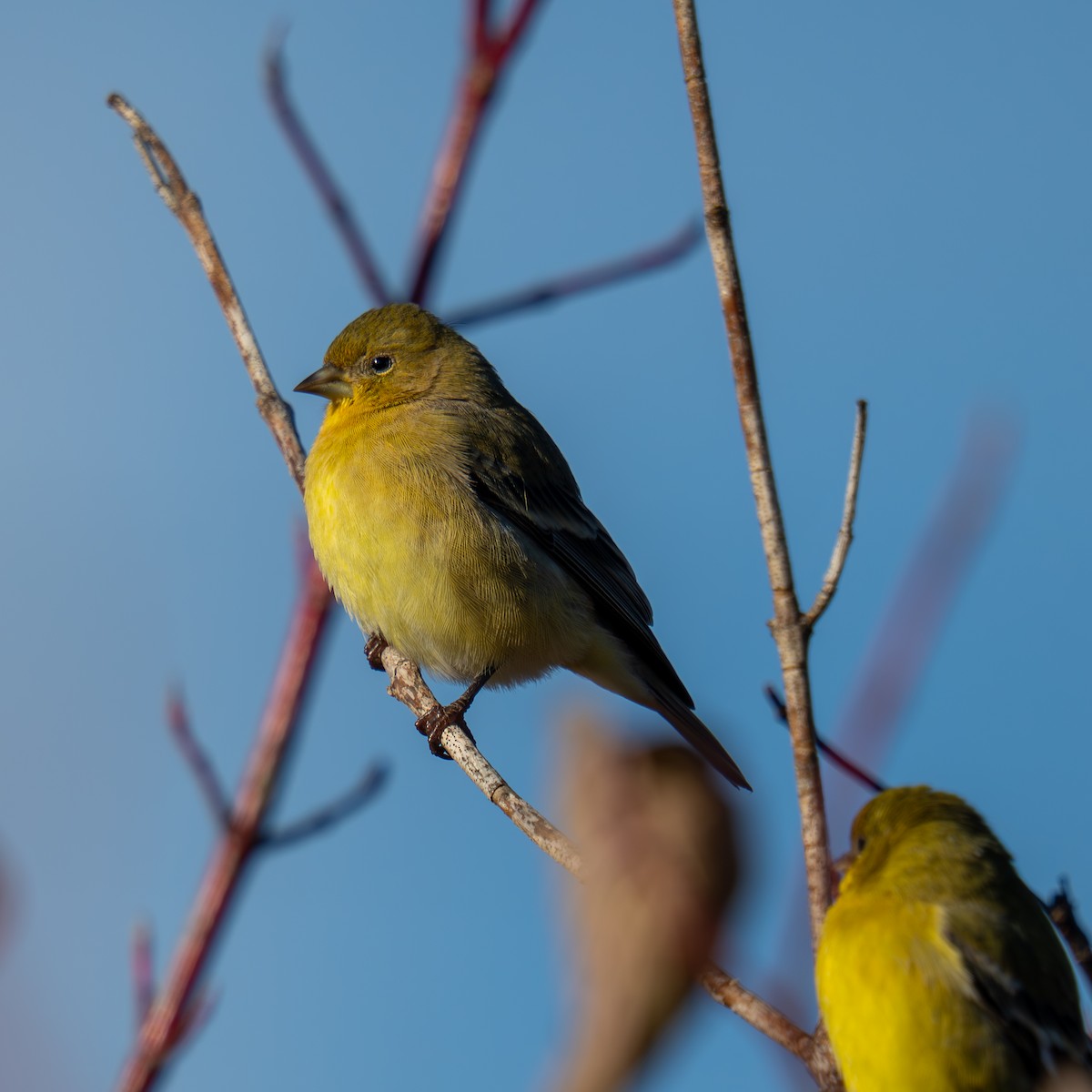 Lesser Goldfinch - ML646161076