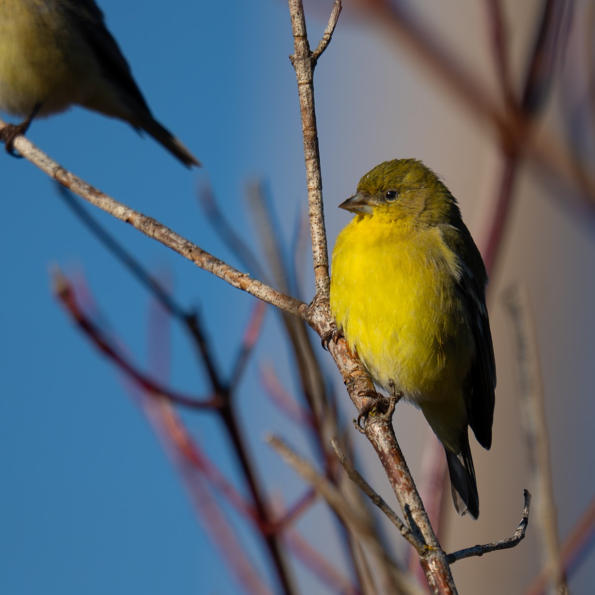 Lesser Goldfinch - ML646161077