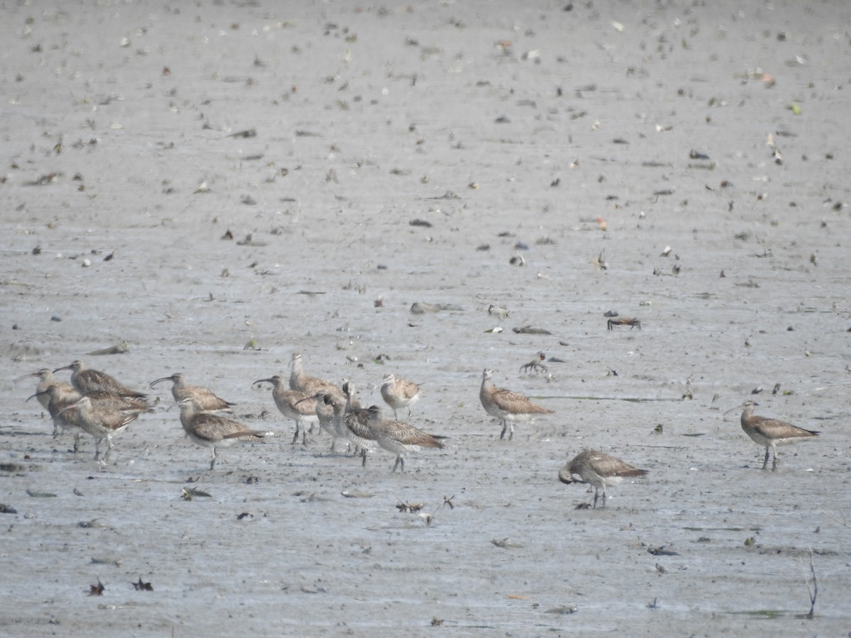 Eurasian Whimbrel - ML646161079