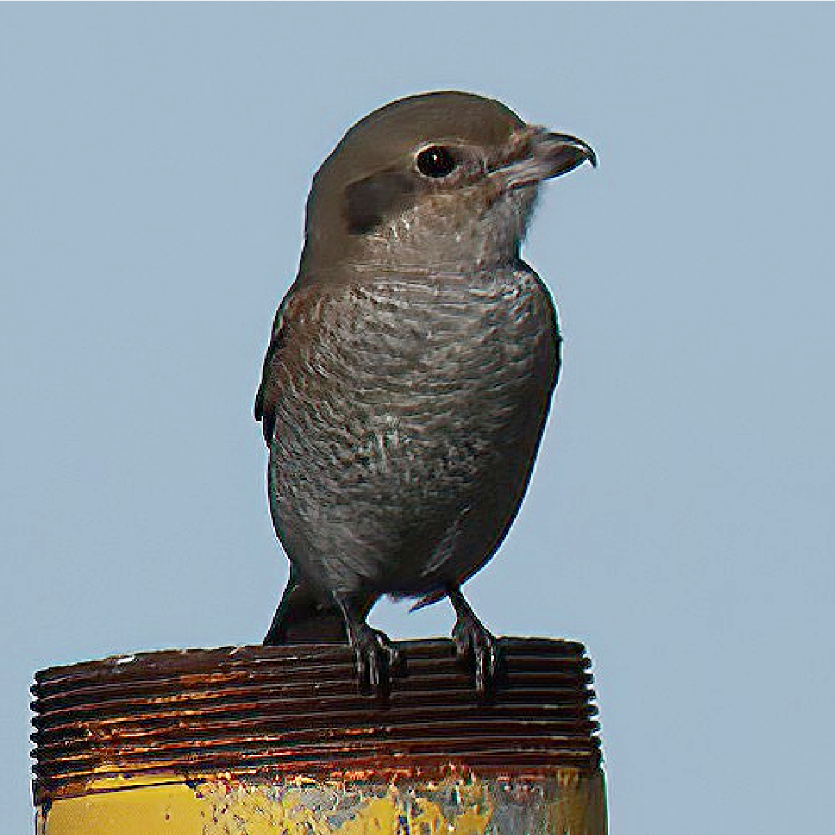 borealvarsler - ML646161085