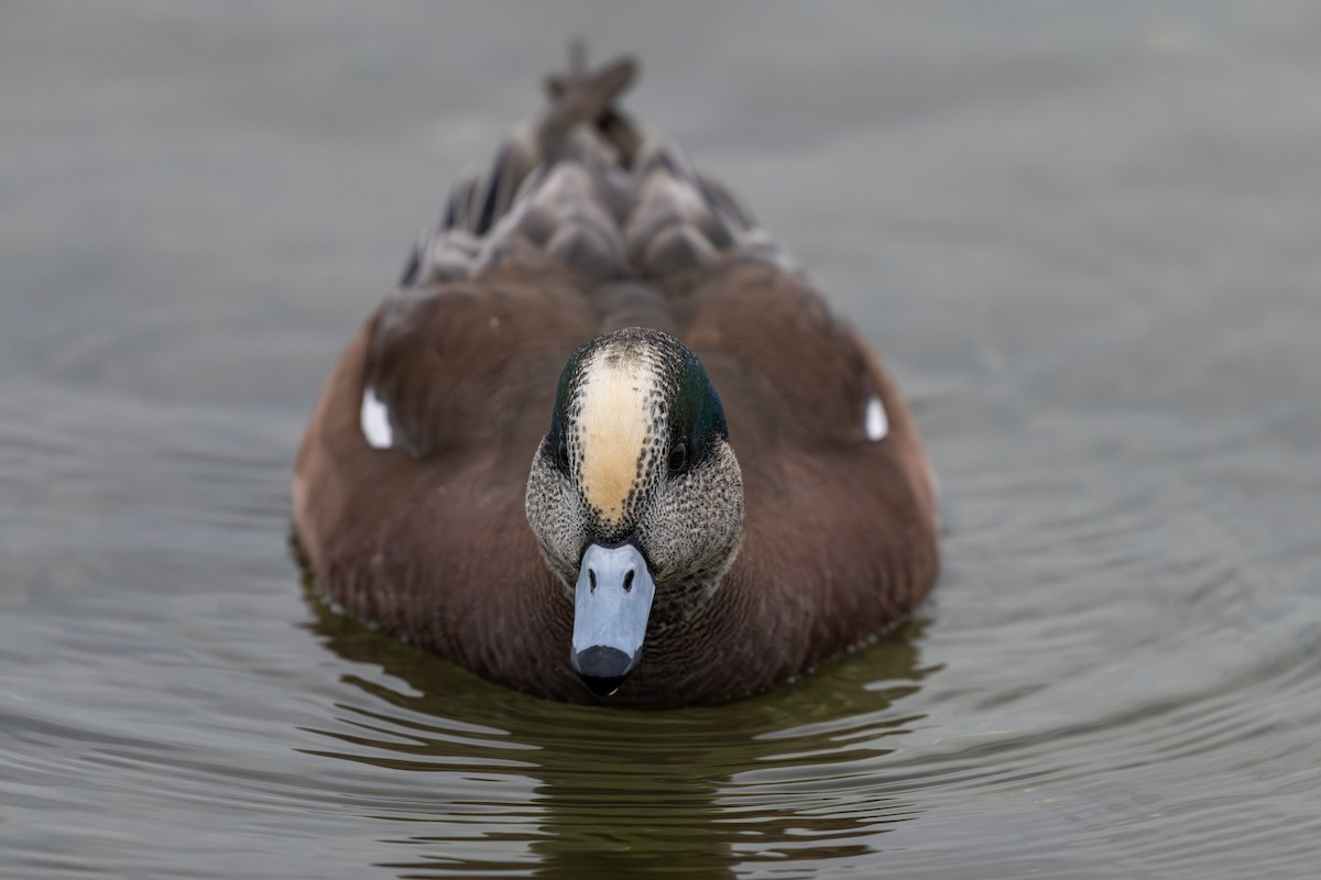 American Wigeon - ML646161091