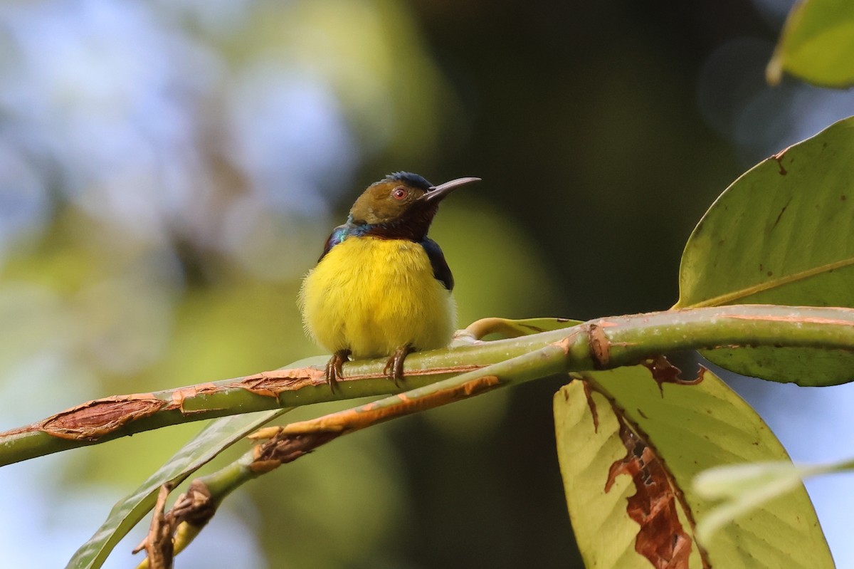 Brown-throated Sunbird - ML646161093