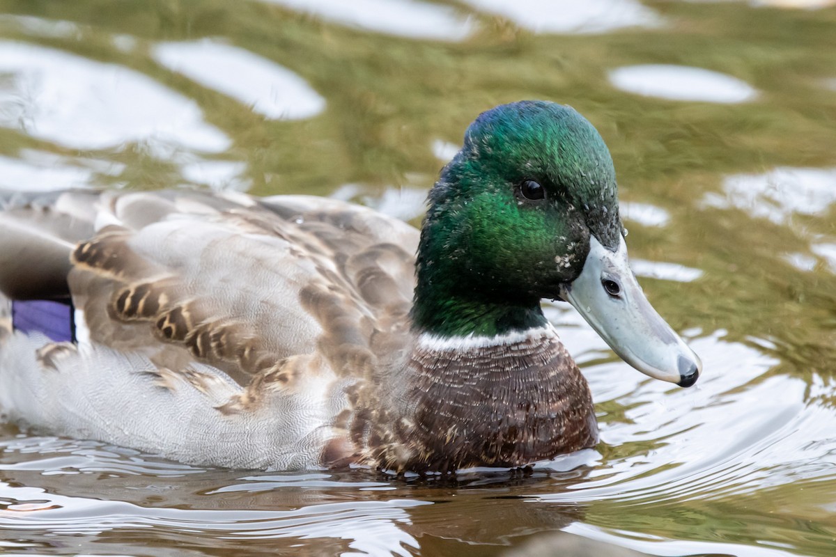 Mallard x Northern Pintail (hybrid) - ML646161095