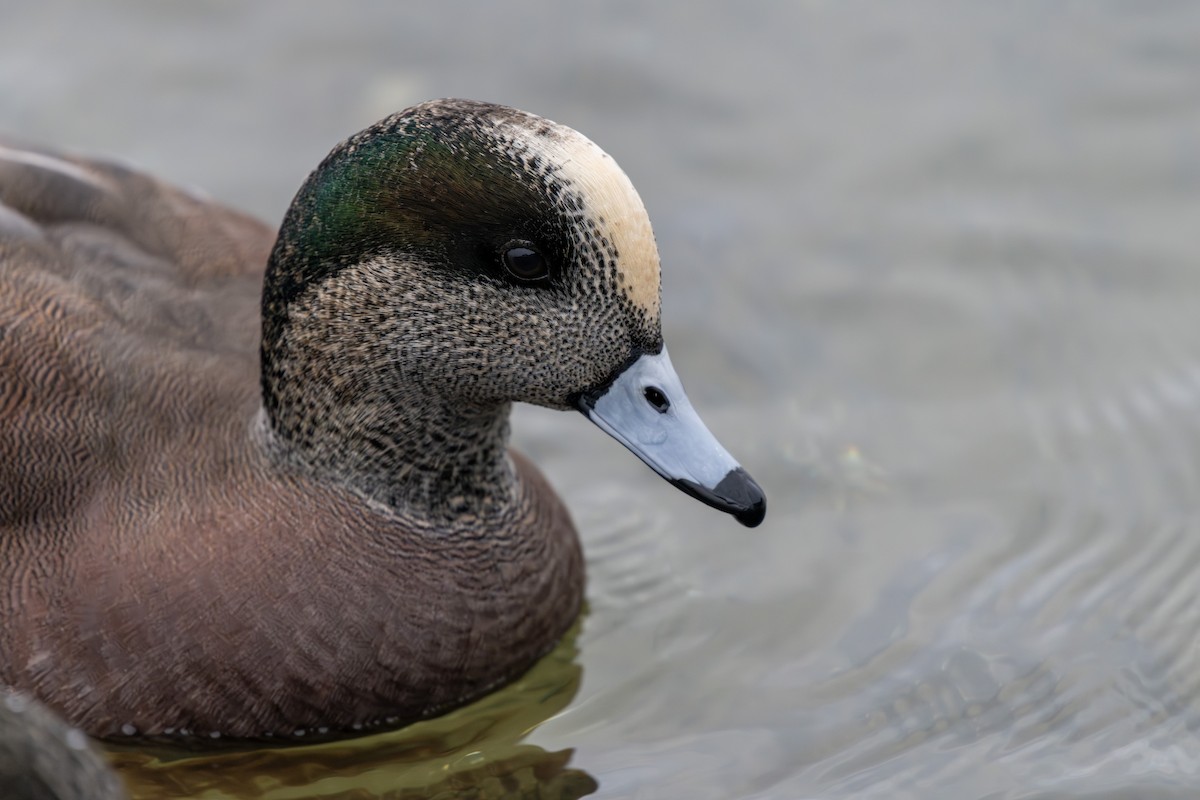 hvízdák americký - ML646161096