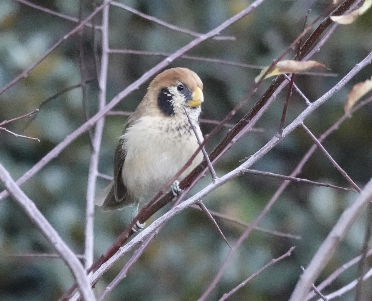 Paradoxornis fléché - ML646161097