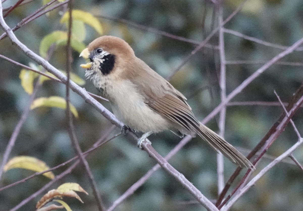 Paradoxornis fléché - ML646161098