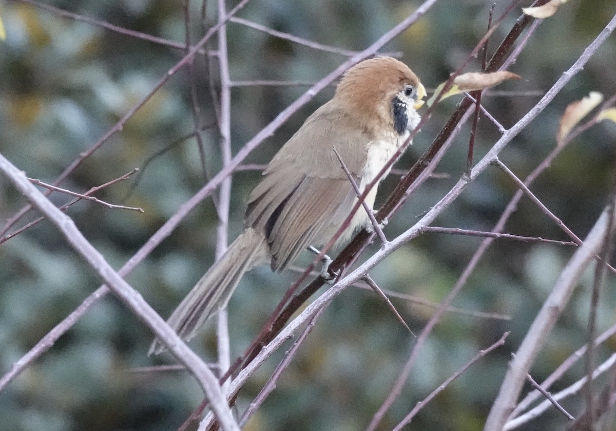 Paradoxornis fléché - ML646161099