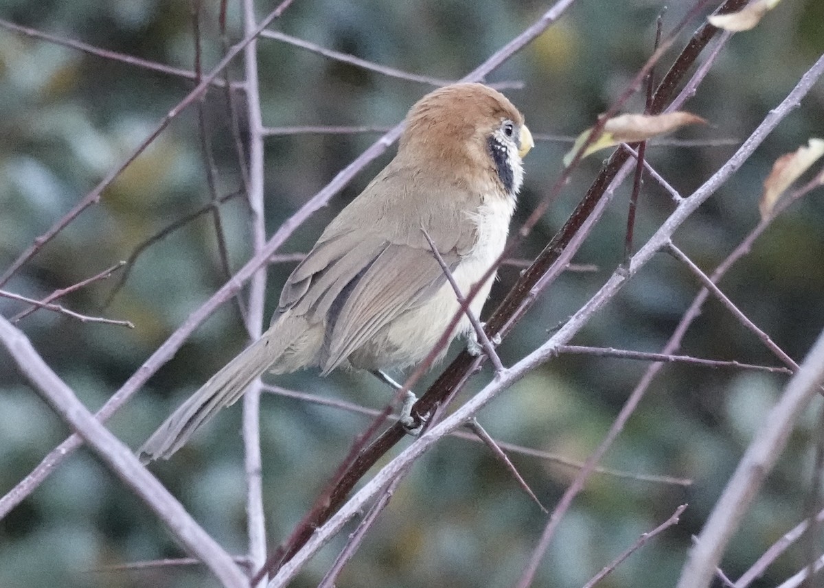 Paradoxornis fléché - ML646161100