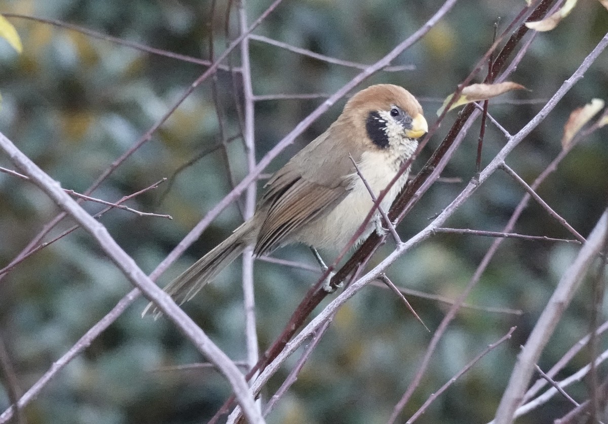 Paradoxornis fléché - ML646161101
