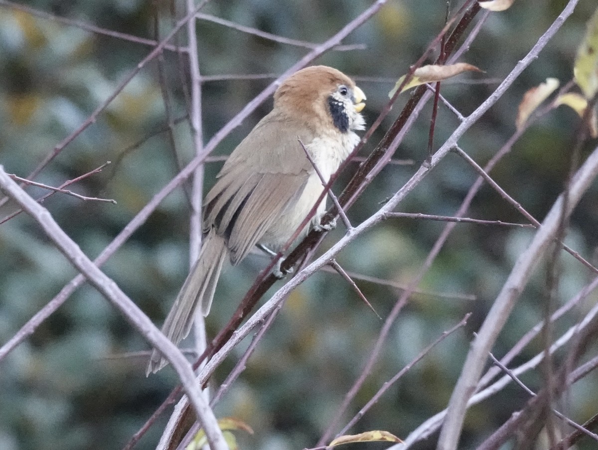 Paradoxornis fléché - ML646161102